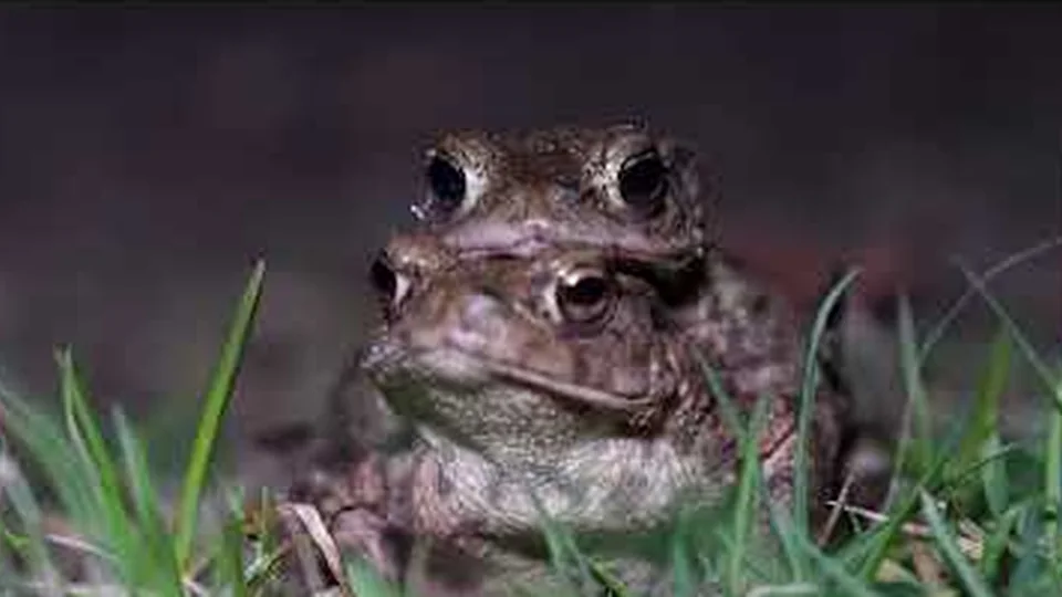 Paddentrek