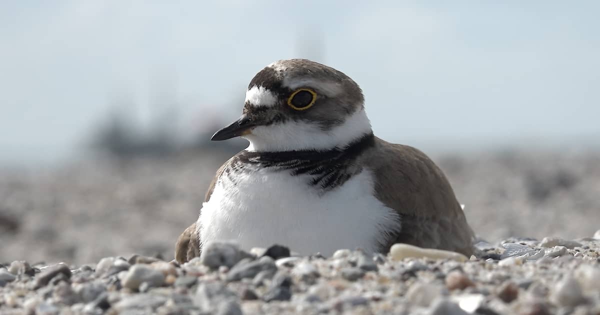 Nieuwe natuureilanden in het Markermeer