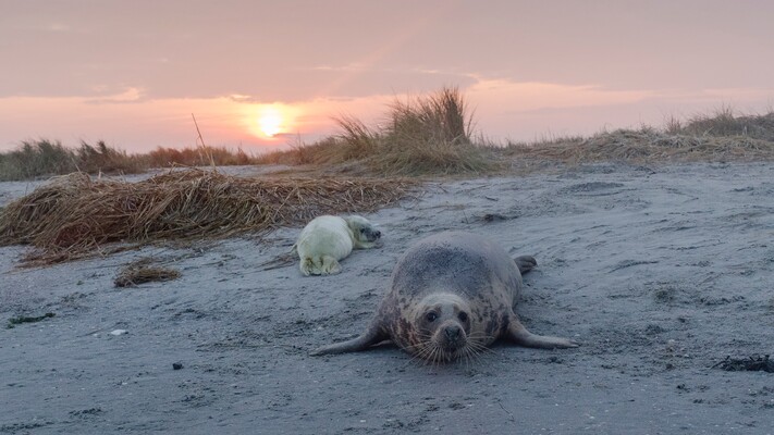 Natuurbeeld van het Nederlandse Waddengebied