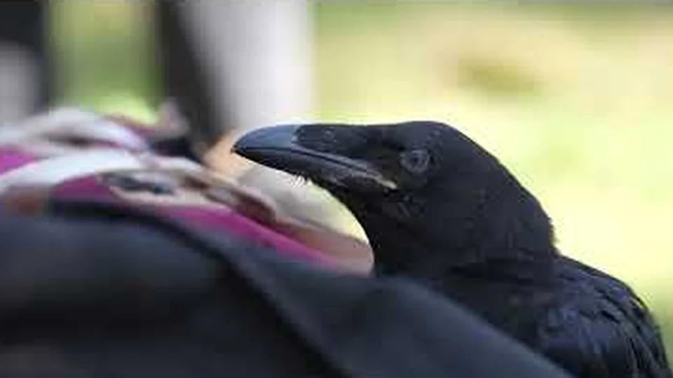 Raven ringen