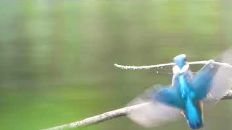 IJsvogel