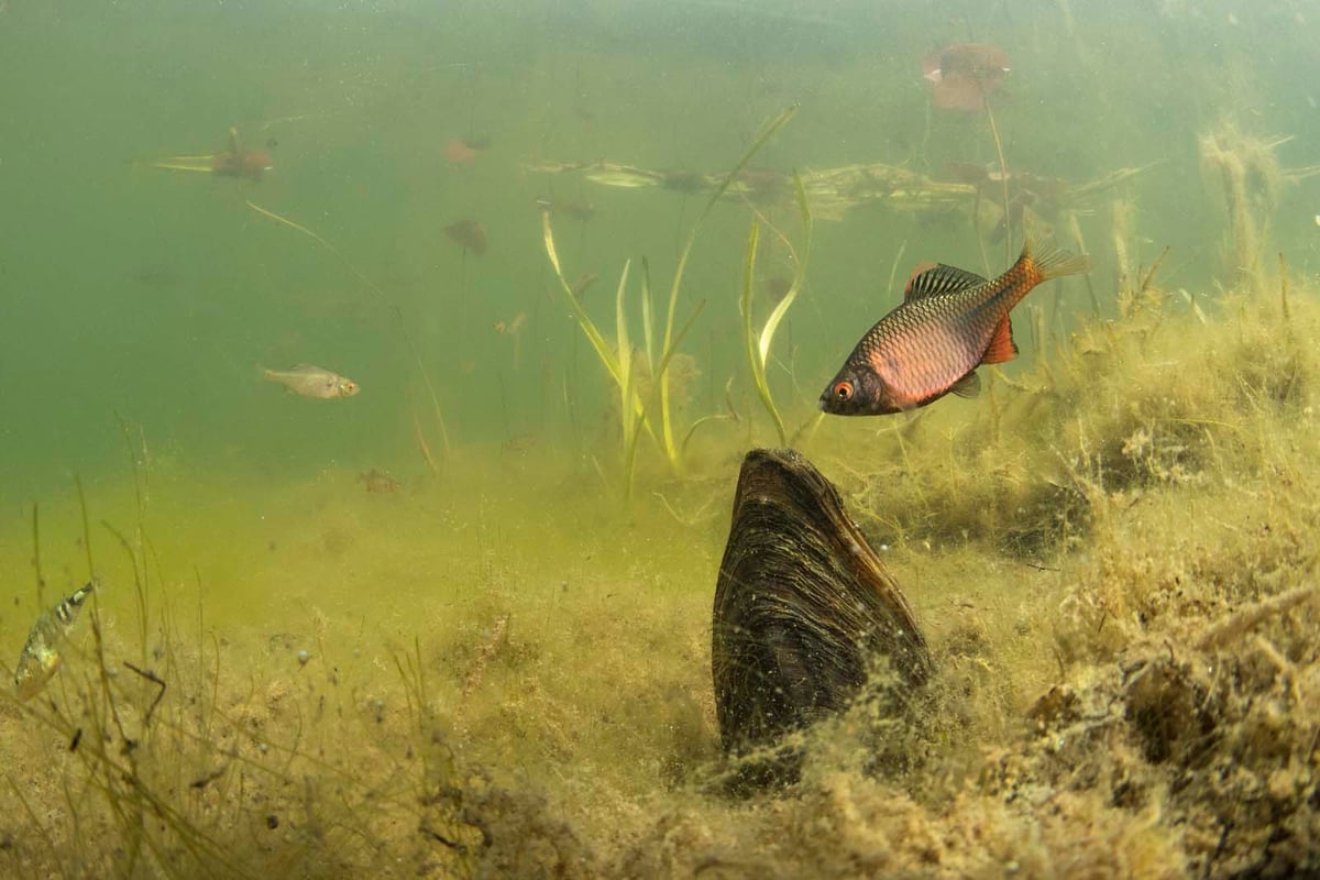 Onderwaternatuur uit de film Nederland onder water